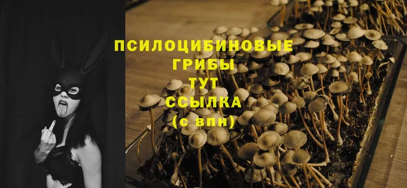 OMG вход  Заволжье  Псилоцибиновые грибы Psilocybe 